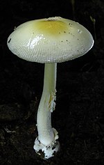 Thumbnail for Amanita albocreata