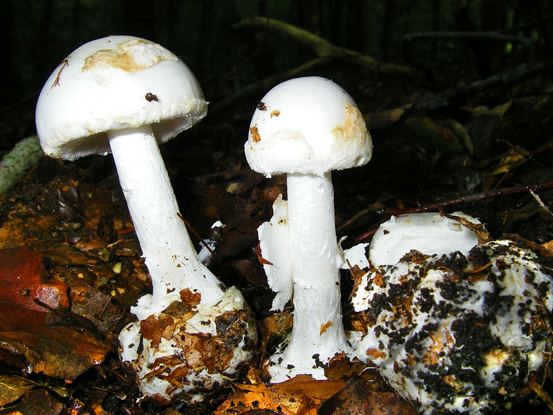 File:Amanita citrina (3).jpg