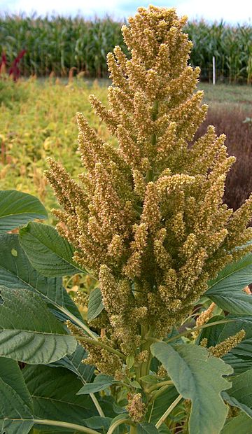 Amaranthus hybridus