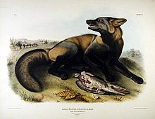 American cross fox, as illustrated by John James Audubon. Americancrossfox.jpg