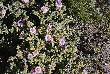 Amphibolia maritima with pink flowers