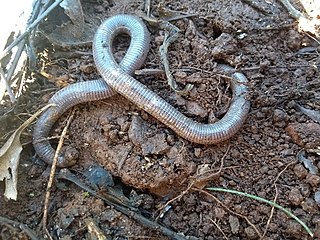 <span class="mw-page-title-main">Munoa worm lizard</span> Species of lizard