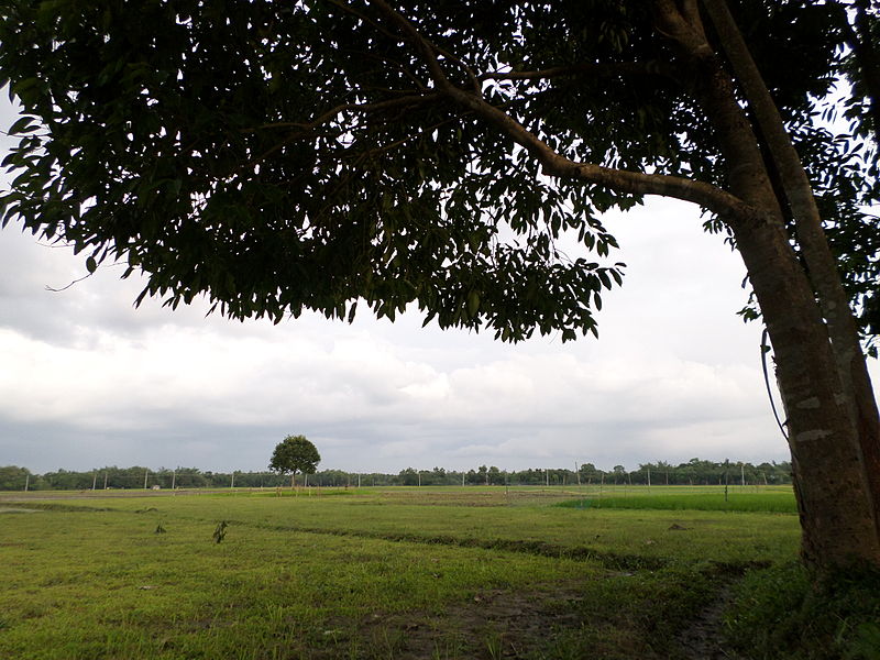 File:An Alone Tree.JPG