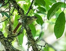 Anabacerthia ruficaudata - Rufous tailed Foliage-gleaner.jpg