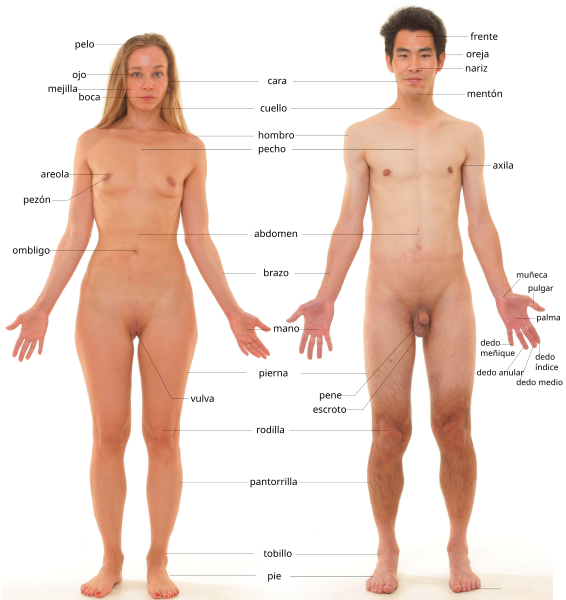 File:Anatomía humana - nuevo.svg