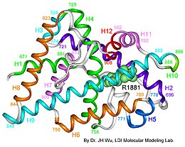 Описание изображения Androgen_receptor_3-d_model.jpg.