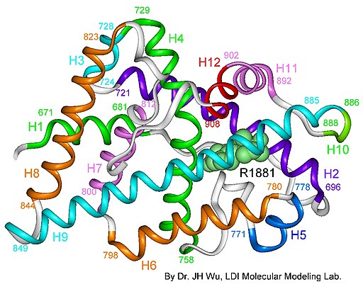 Androgen receptor 3-d model