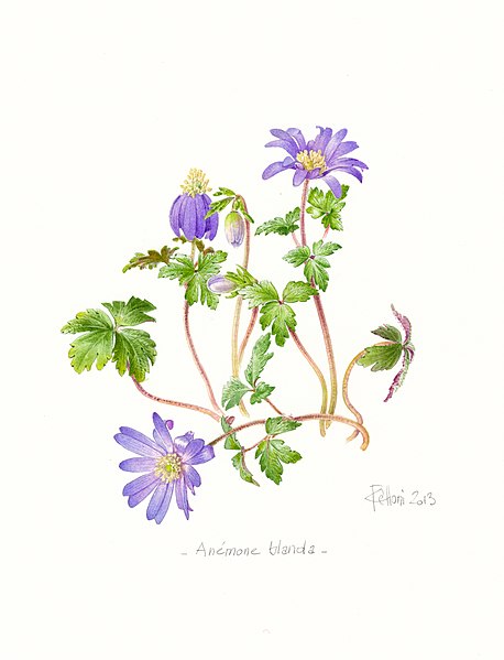 File:Anemone blanda (Claire Felloni).jpg