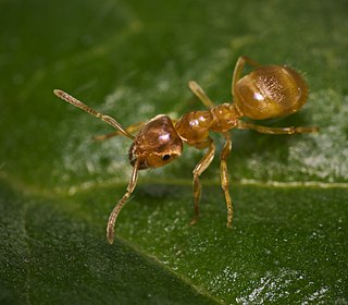 <span class="mw-page-title-main">Yellow meadow ant</span> Species of ant