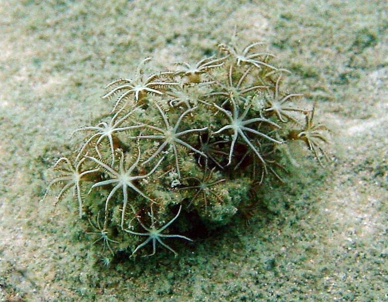 File:Anthelia-sp-flower-soft-coral.jpg