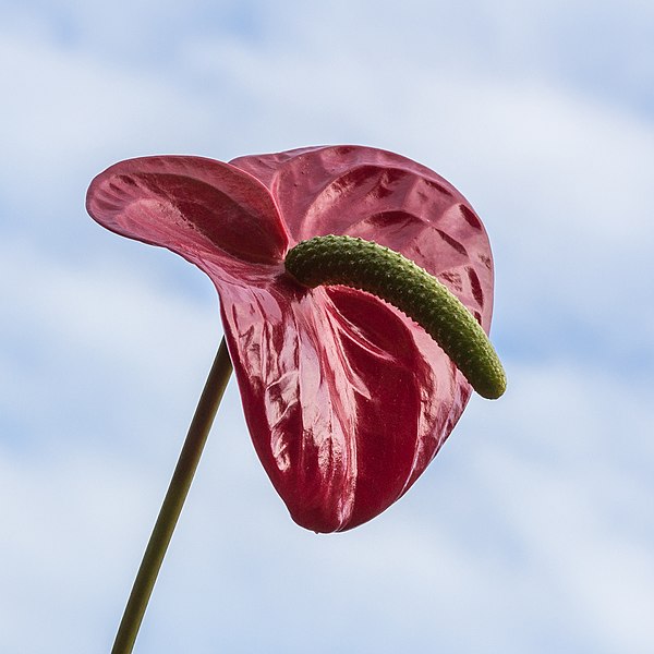 File:Anthurium (Flamingoplant) (actm) 02.jpg