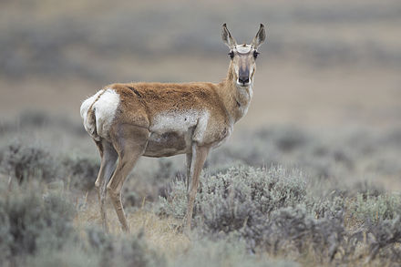 Antilocapra americana female (Wyoming, 2012).jpg