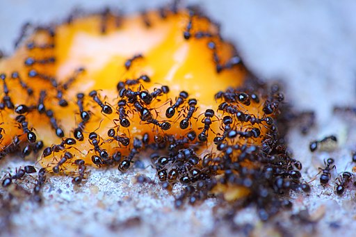 Ants On Cheese - Photo by D. Sharon Pruitt