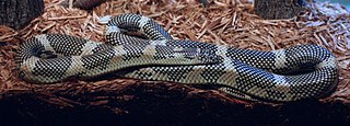 <i>Lampropeltis getula meansi</i> Subspecies of snake