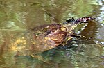 Thumbnail for Gulf Coast spiny softshell turtle