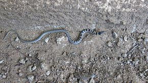 Beschrijving van de afbeelding Aparallactus lunulatus.jpg.