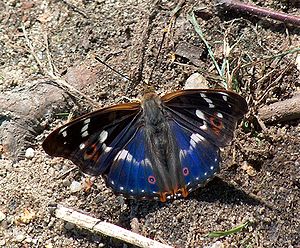 Mały motyl Schillera (Apatura ilia)