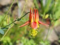 Aquilegia desertorum, Orlik pustynny, 2019-05-26