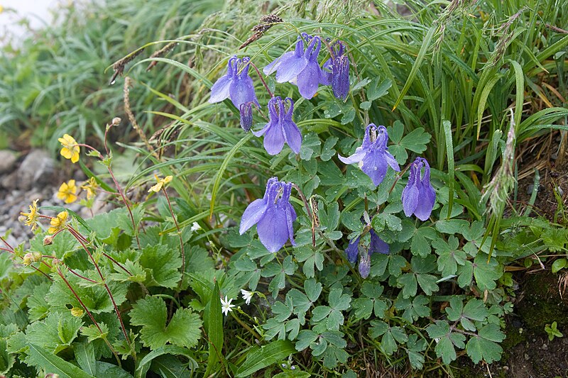 File:Aquilegia flabellata var. pumila 04.jpg