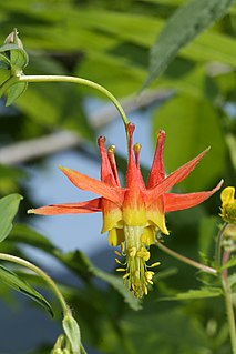 <i>Aquilegia formosa</i> Species of flowering plant