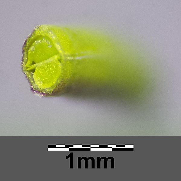 File:Arabidopsis thaliana sl18.jpg