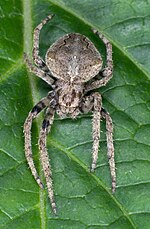 Thumbnail for Araneus ventricosus