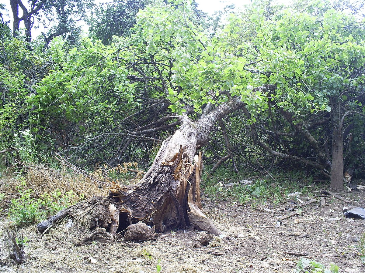 Admira el arbol en finlandes traductor