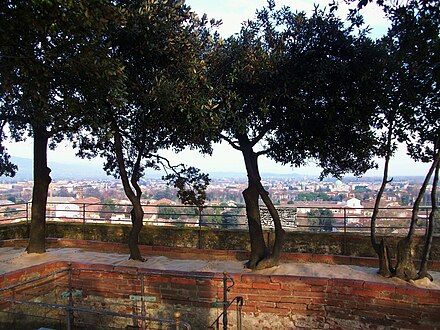 Old Quercus ilex trees on top