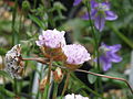 Armeria welwitschii (21575928335).jpg