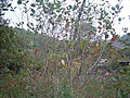 Aronia in Autumn /Sikhote-Alin/