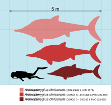 Size comparison Arthropterygius Scale.svg