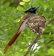 Asian Paradise Flycatcher (Terpsiphone paradisi)- male at nest W IMG 9319.jpg