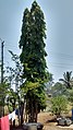 Asopalav or Ashoka Tree