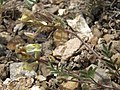 Astragalus obscurus 14307372.jpg