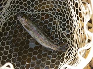<span class="mw-page-title-main">Athabasca rainbow trout</span> Subspecies of fish