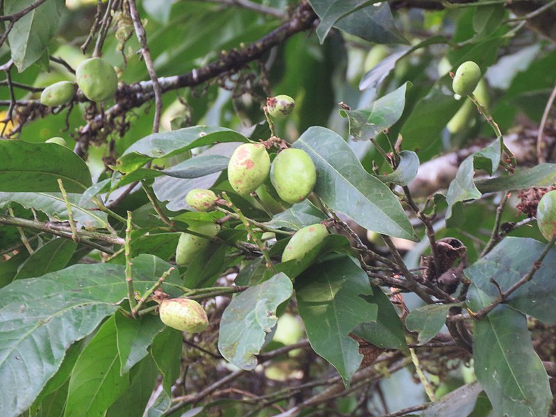 File:Atuna indica at Kakkayam Dam 02.jpg