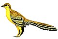 طائر فجري، عاش في أواخر الجوراسي، قد يكون ديناصور طيريات الأجنحة البدائي المعروف حتى الآن، وهو واحد من اقدم الطيور الموجودة حتى الآن.