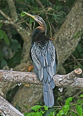 Male Australian darter