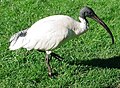 Ibis blanc d'Australie