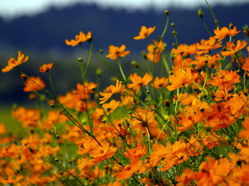 File:Autumn flower - panoramio.jpg