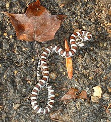 A juvenile eastern milk snake (L. t. triangulum) Autumn milksnake.jpg
