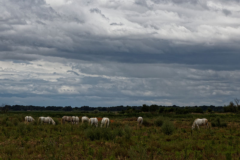 File:BMartin-Rabaud parc regional camargue 100979.jpg