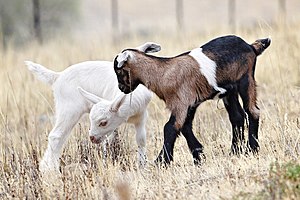 Two baby goats