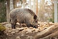 * Nomination Female wild boar with piglets in Šumava National Park, Czechia. By User:Klara.vic --MIGORMCZ 11:42, 24 January 2024 (UTC) * Promotion  Support Good quality. --Plozessor 14:09, 24 January 2024 (UTC)