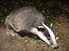 European badger