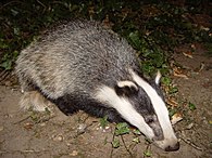 In southern Spain, the Eurasian badger Meles meles is the main seed disperser of C. humilis Badger-badger.jpg