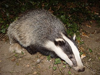 Eurasian badgers respond less aggressively to the scent of familiar conspecifics than unfamiliar Badger-badger.jpg