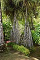 Français : Végétation dans le jardin de Balata en Martinique.