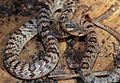 Banded Kukri Snake (Oligodon fasciolatus) (7783163348).jpg