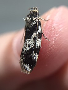 Barea confusella 171904950.jpg